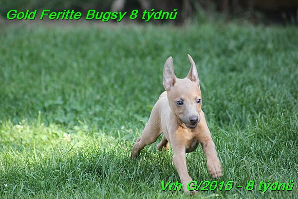 Gold Feritte Bugsy 8 tydnu (1)