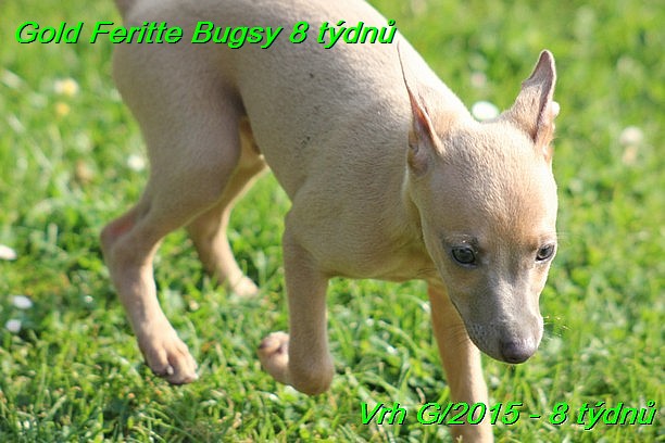 Gold Feritte Bugsy 8 tydnu (2)