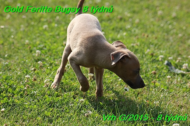 Gold Feritte Bugsy 8 tydnu (3)