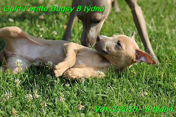 Gold Feritte Bugsy 8 tydnu (5)