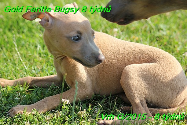 Gold Feritte Bugsy 8 tydnu (7)