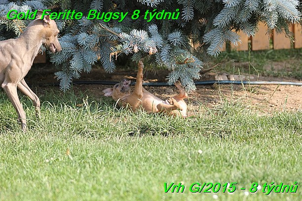 Gold Feritte Bugsy 8 tydnu (11)