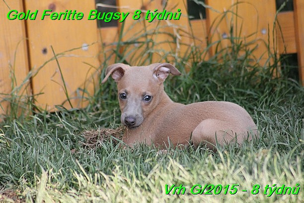 Gold Feritte Bugsy 8 tydnu (15)