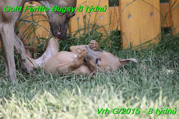 Gold Feritte Bugsy 8 tydnu (20)