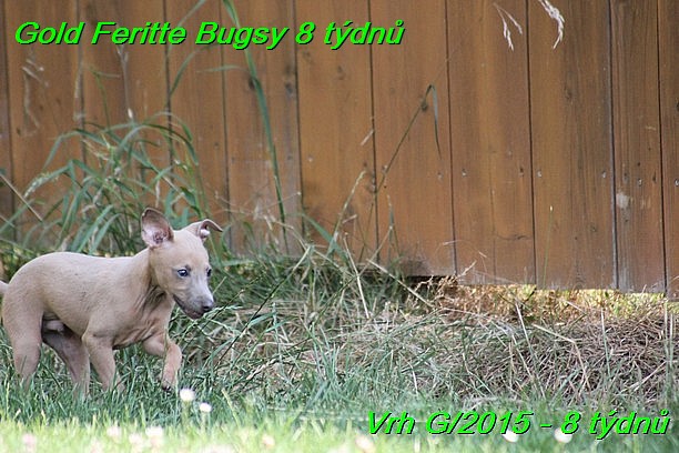 Gold Feritte Bugsy 8 tydnu (21)