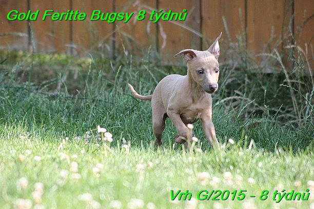 Gold Feritte Bugsy 8 tydnu (24)