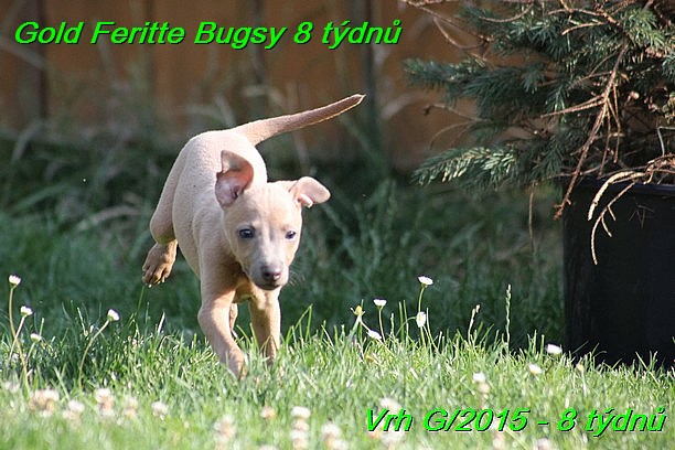 Gold Feritte Bugsy 8 tydnu (25)