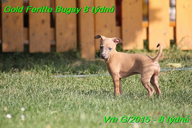 Gold Feritte Bugsy 8 tydnu (27)