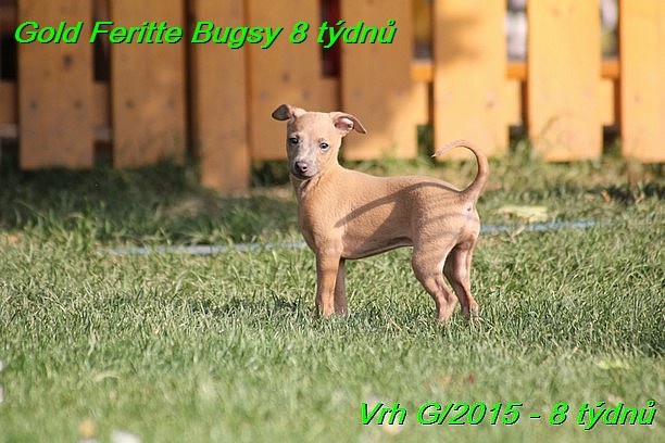 Gold Feritte Bugsy 8 tydnu (28)