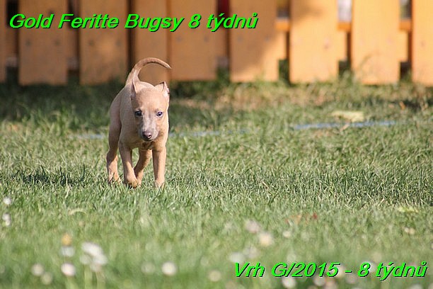 Gold Feritte Bugsy 8 tydnu (32)