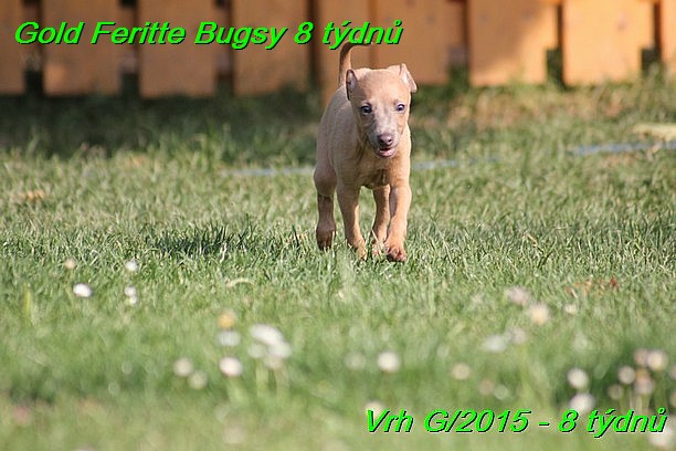 Gold Feritte Bugsy 8 tydnu (33)