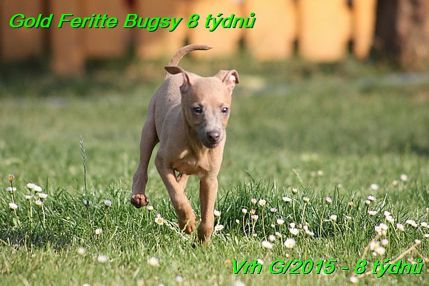 Gold Feritte Bugsy 8 tydnu (34)