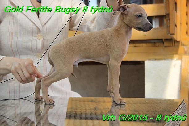 Gold Feritte Bugsy 8 tydnu (51)