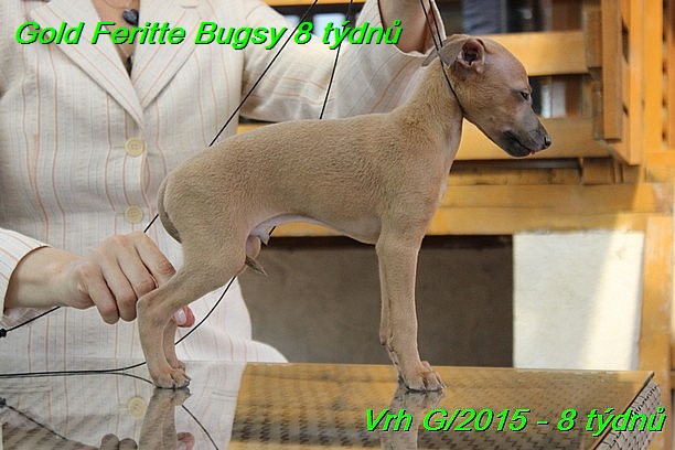 Gold Feritte Bugsy 8 tydnu (52)