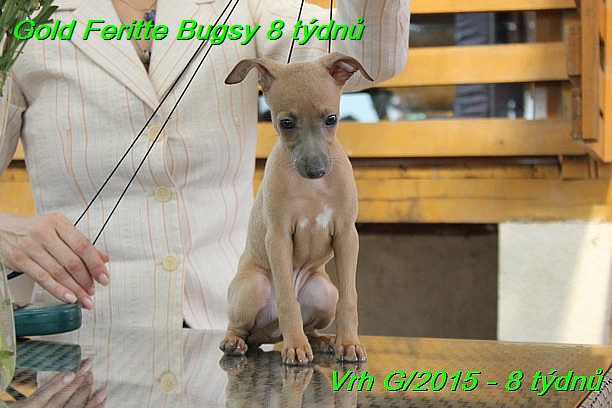 Gold Feritte Bugsy 8 tydnu (53)