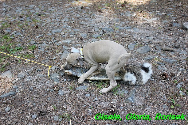 Borísek, Gisele, Gloria 12.7.2015 (10)