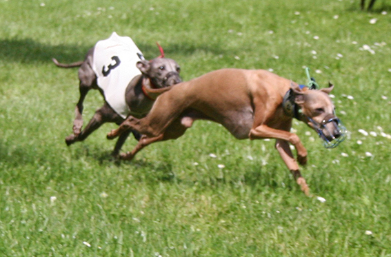 Ceysse Bugsy and Divinity Bugsy, race training.jpg