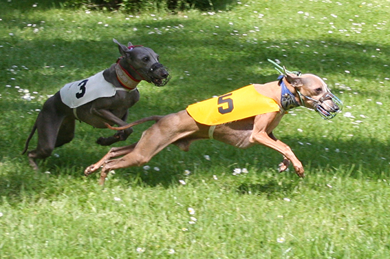 Ceysse Bugsy and Divinity Bugsy, race training 02.jpg