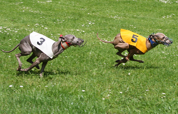 Ceysse Bugsy and Divinity Bugsy, race training 03.jpg
