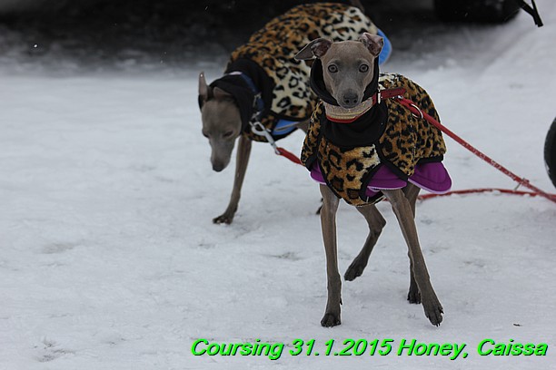 Coursing Hrdonov 31.1.2015 (91)