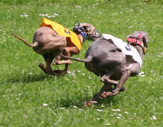 Ceysse Bugsy and Divinity Bugsy, race training 05.jpg