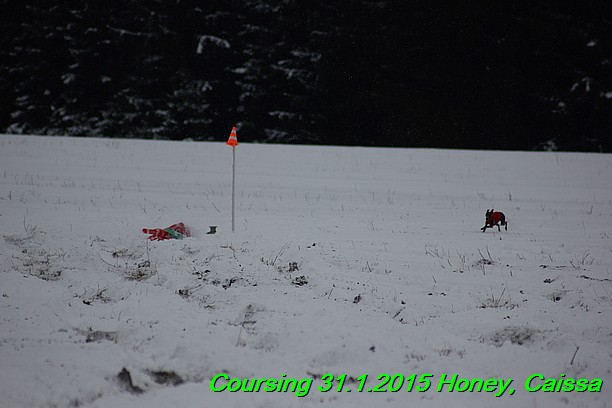 Coursing Hrdonov 31.1.2015 (130)