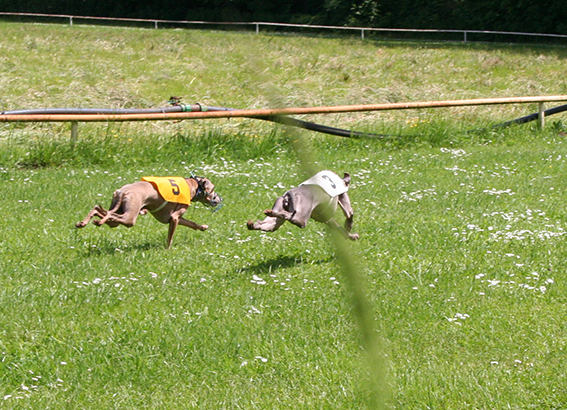 Ceysse Bugsy and Divinity Bugsy, race training 07.jpg