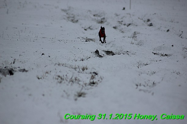 Coursing Hrdonov 31.1.2015 (157)