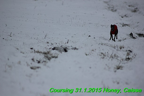 Coursing Hrdonov 31.1.2015 (161)