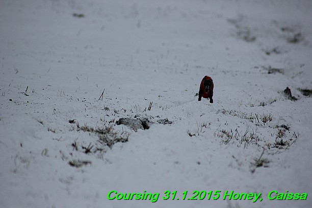 Coursing Hrdonov 31.1.2015 (162)