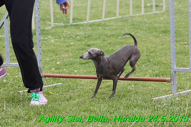 Agility 24.5.2015 Sisi, Bella, Haralda (3)