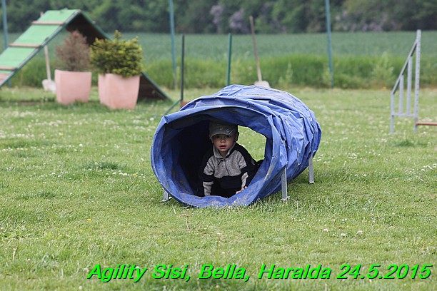 Agility 24.5.2015 Sisi, Bella, Haralda (4)