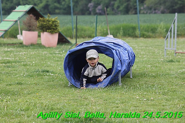 Agility 24.5.2015 Sisi, Bella, Haralda (5)