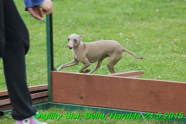 Agility 24.5.2015 Sisi, Bella, Haralda (8)