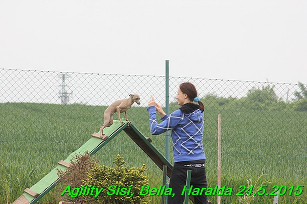 Agility 24.5.2015 Sisi, Bella, Haralda (9)
