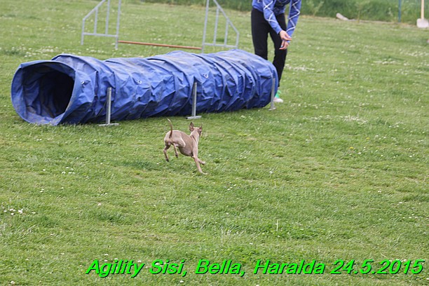 Agility 24.5.2015 Sisi, Bella, Haralda (11)