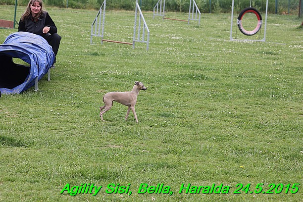 Agility 24.5.2015 Sisi, Bella, Haralda (12)