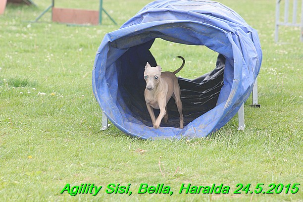 Agility 24.5.2015 Sisi, Bella, Haralda (14)