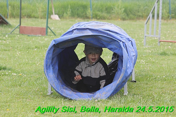 Agility 24.5.2015 Sisi, Bella, Haralda (15)