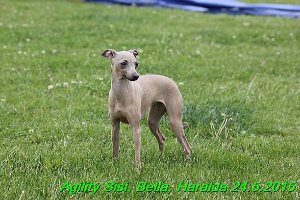 Agility 24.5.2015 Sisi, Bella, Haralda (17)