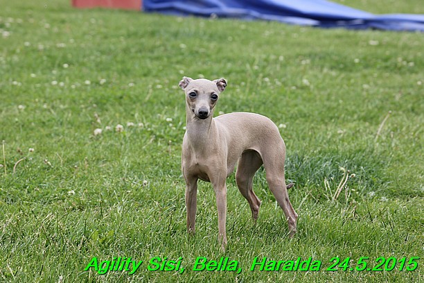 Agility 24.5.2015 Sisi, Bella, Haralda (18)