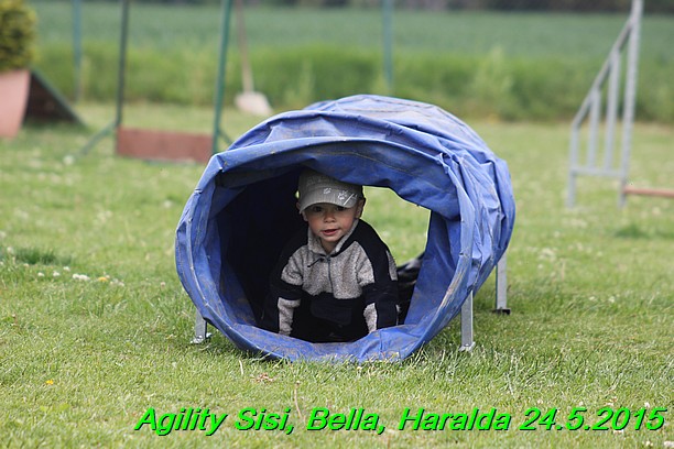 Agility 24.5.2015 Sisi, Bella, Haralda (19)
