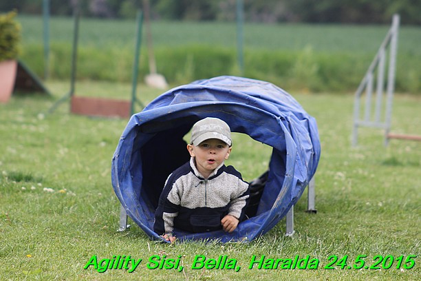 Agility 24.5.2015 Sisi, Bella, Haralda (20)