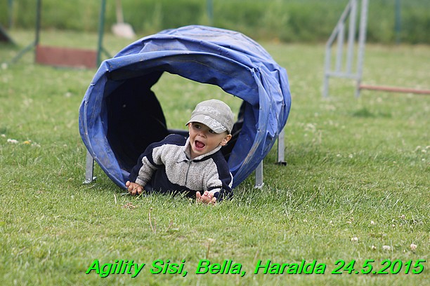 Agility 24.5.2015 Sisi, Bella, Haralda (21)