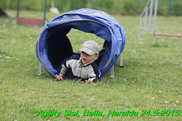 Agility 24.5.2015 Sisi, Bella, Haralda (22)