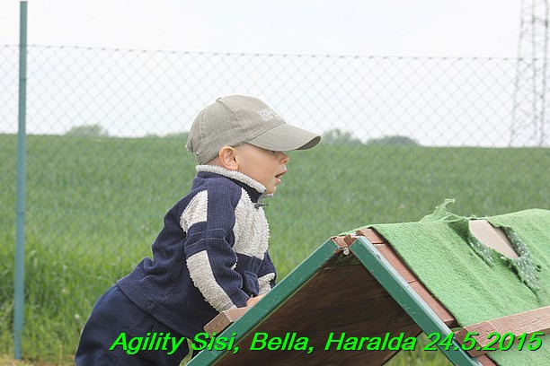 Agility 24.5.2015 Sisi, Bella, Haralda (23)