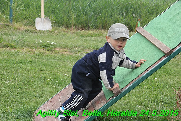 Agility 24.5.2015 Sisi, Bella, Haralda (24)