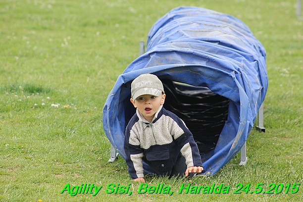 Agility 24.5.2015 Sisi, Bella, Haralda (26)