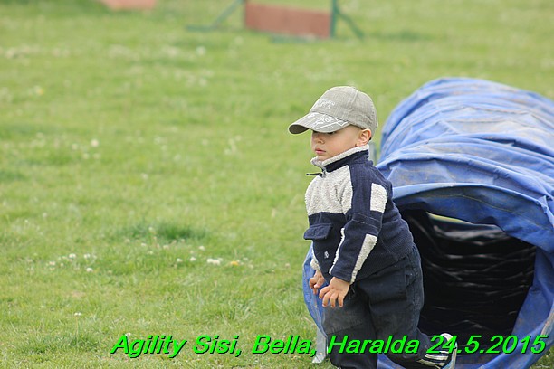 Agility 24.5.2015 Sisi, Bella, Haralda (27)