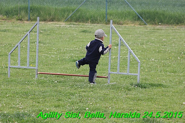 Agility 24.5.2015 Sisi, Bella, Haralda (28)